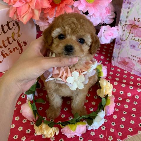 トイプードル小タイニーサイズ