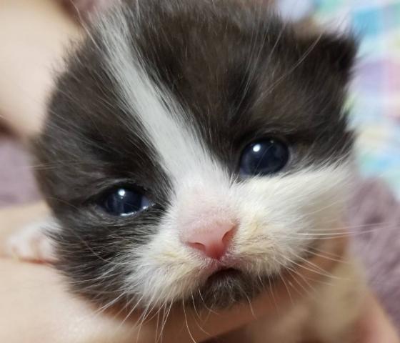 ミヌエット（旧ナポレオン）