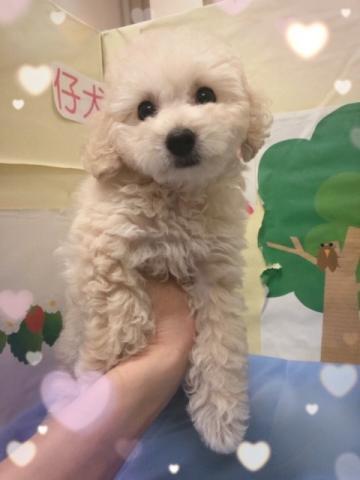 トイプードル