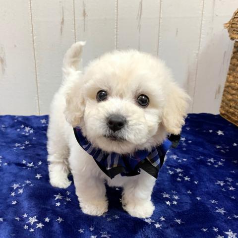 ビションフリーゼ小ぶり