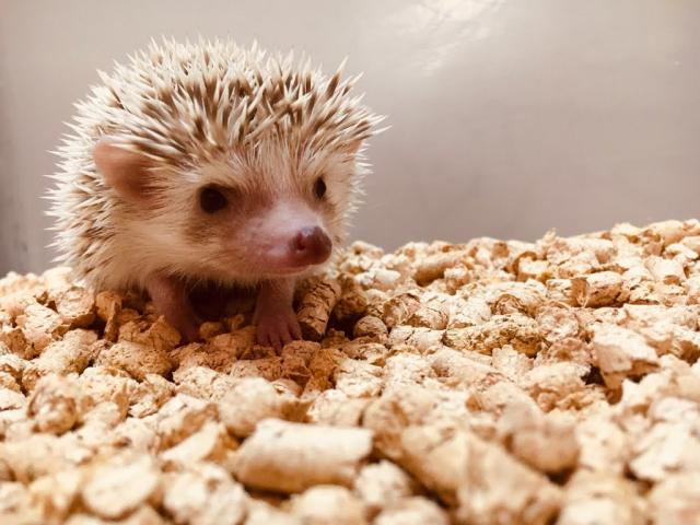 ハリネズミのブリーダー ハリポンズ 福島県 子犬や子猫たちのペット販売情報が満載 ペットステーション