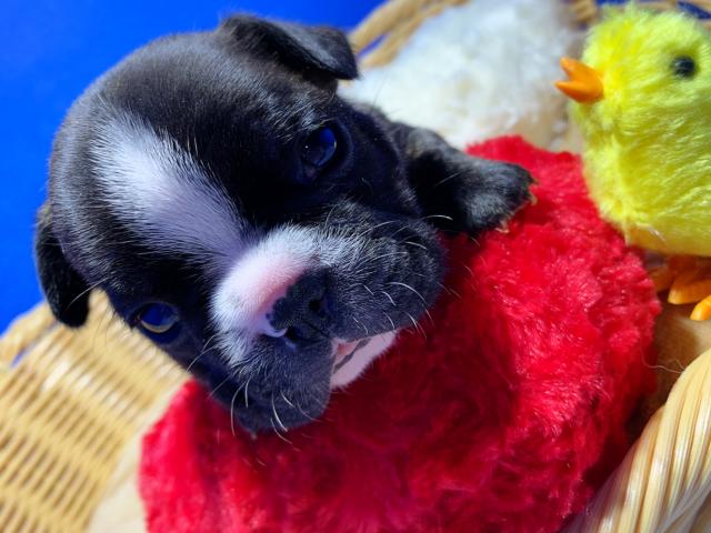 フレンチブルドッグ将来有望！イケメンくん⸜（⍥）⸝♡