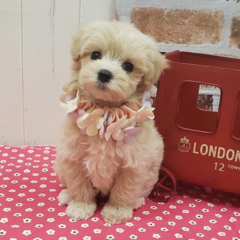 MIX極小マルプー