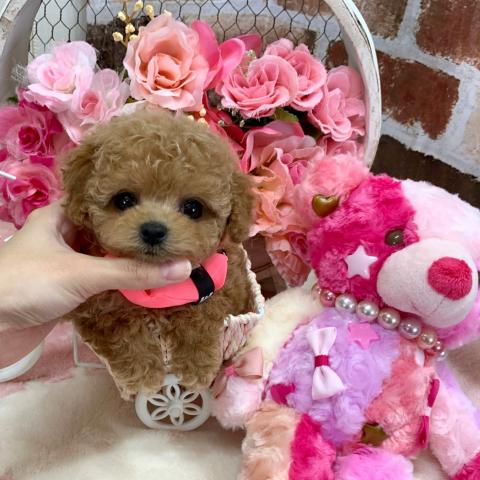 トイプードルティーカップサイズ