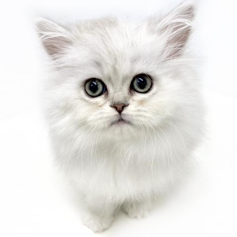 ペルシャ・ヒマラヤン