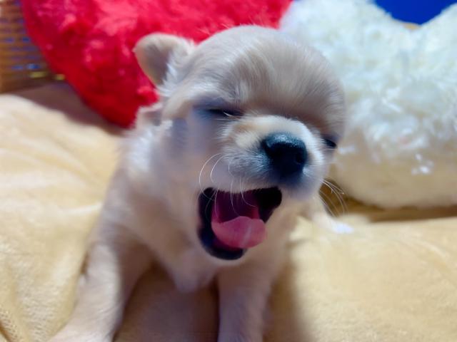 チワワ(ロングコート)ぺたんこboy