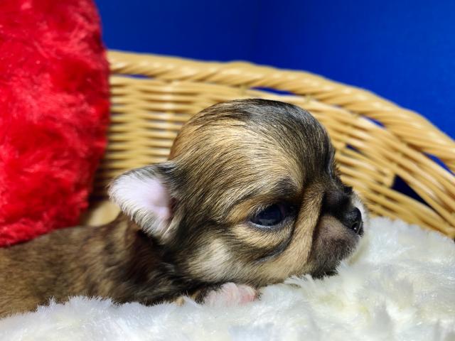 チワワ(ロングコート)ぺたんこboy