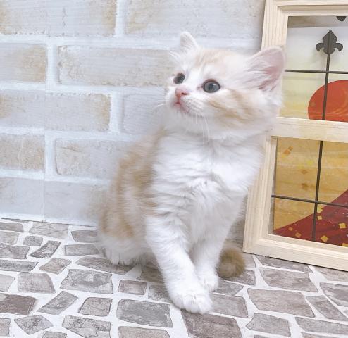 スコティッシュフォールド(予約受付中)