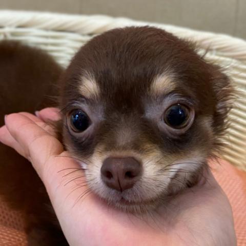 チワワ（ロングコート）💕今月末までの掲載です⭐お得な情報あり⭐可愛いチワワちゃん💕