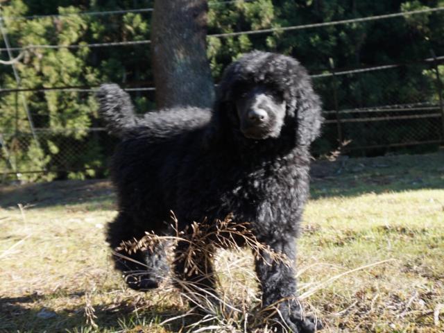 スタンダードプードル