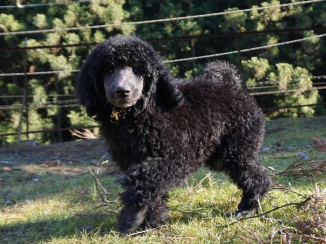 スタンダードプードル