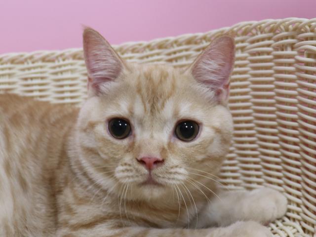 スコティッシュフォールド