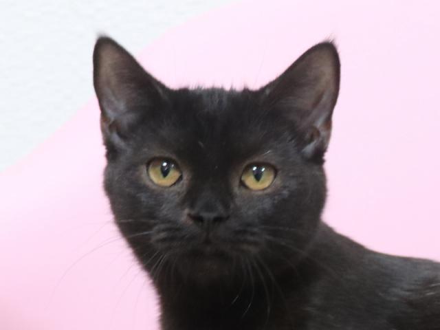 スコティッシュフォールド