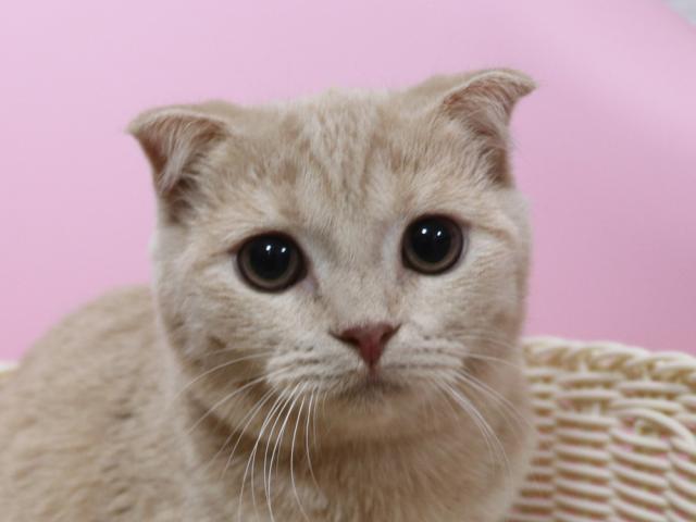 スコティッシュフォールド