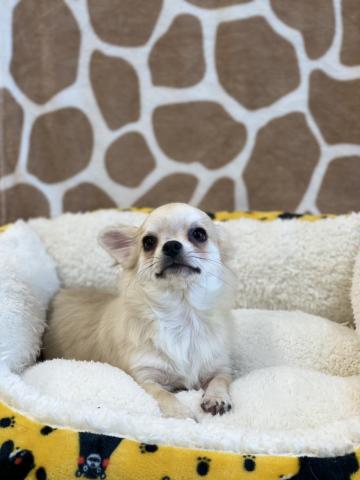 チワワ(ロングコート)