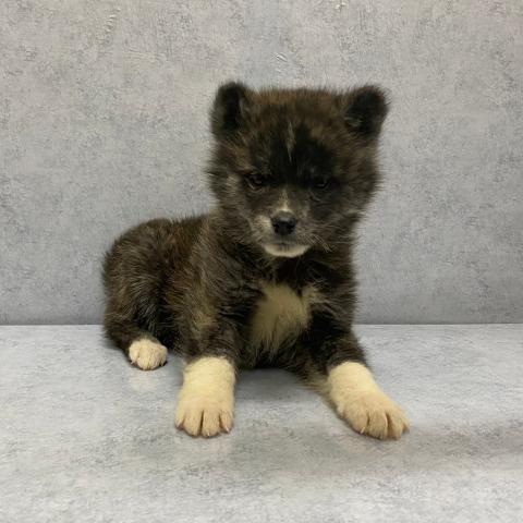 秋田犬