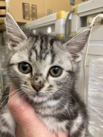 ディスワン川越南古谷店 埼玉県 子犬や子猫たちのペット販売情報が満載 ペットステーション ディスワン川越南古谷店 埼玉県 子犬や子猫たちのペット販売情報が満載 ペットステーション