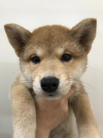柴犬