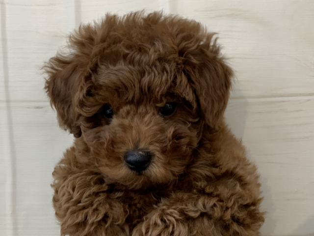 トイプードル