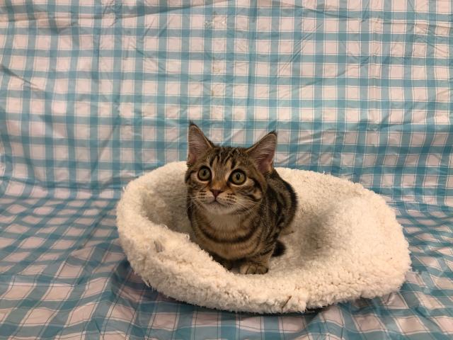 アメリカンショートヘアー