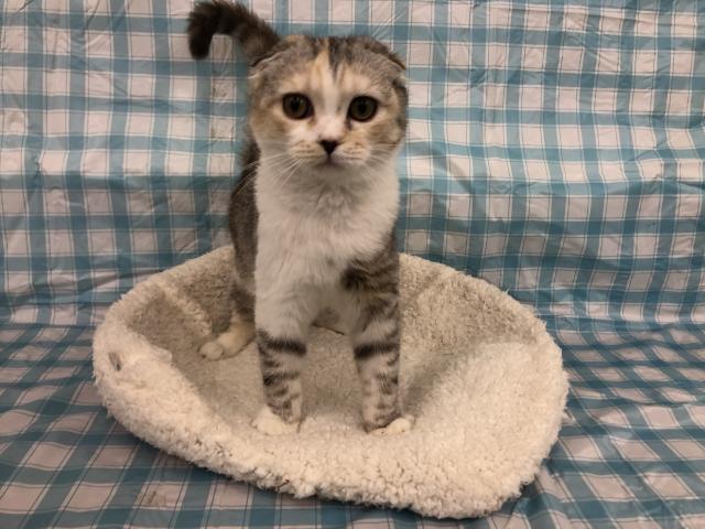 スコティッシュフォールド