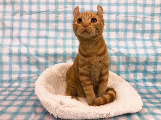 アメリカンカール