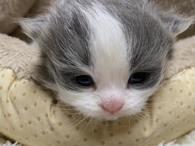 ミヌエット（旧ナポレオン）