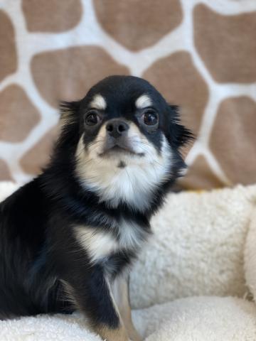 チワワ（ロングコート）