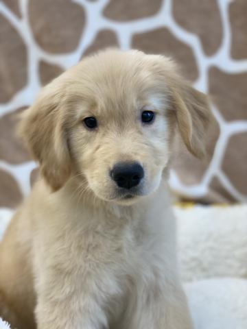 ゴールデンレトリーバー