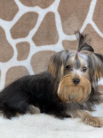 ヨークシャーテリア