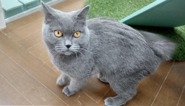 ブリティッシュショートヘア