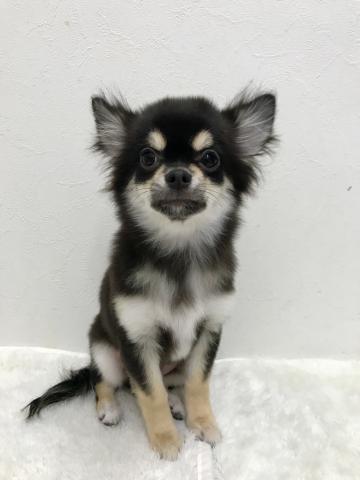 チワワ(ロングコート)