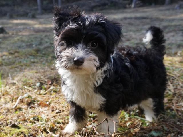 チャイニーズクレステッドドッグ