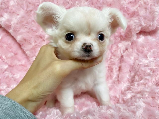 チワワ(ロングコート)