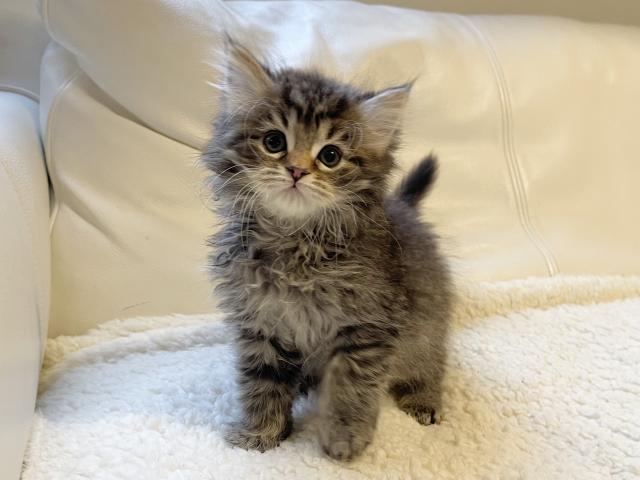 ミヌエット(旧ナポレオン)♡足長ちゃん 長毛