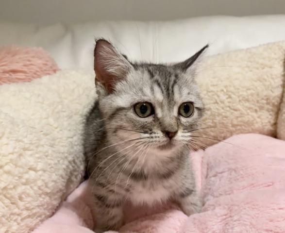 マンチカン♡短足ちゃん