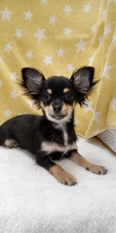 チワワ（ロングコート）