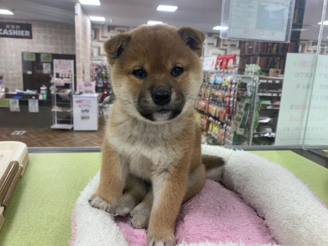 柴犬