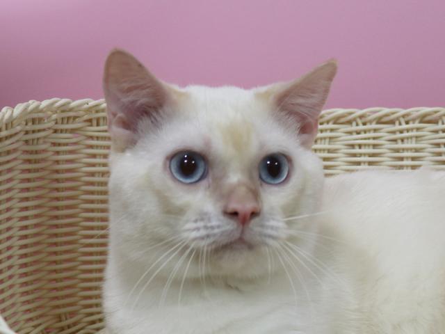 マンチカン