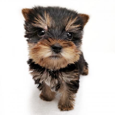 ヨークシャーテリア