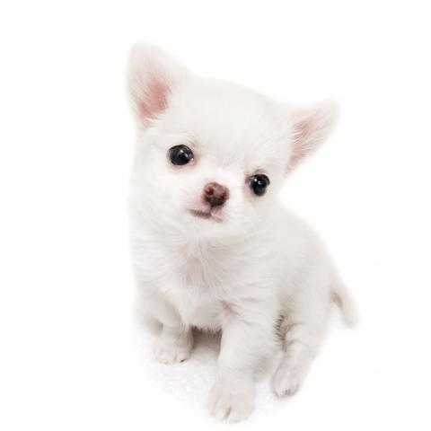 チワワ（ロングコート）