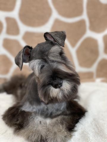 ミニチュアシュナウザー