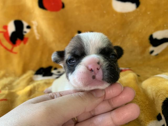 フレンチブルドッグ