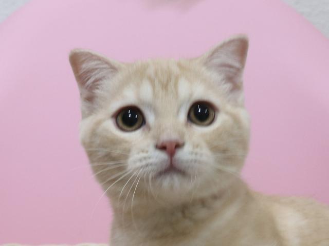 スコティッシュフォールド