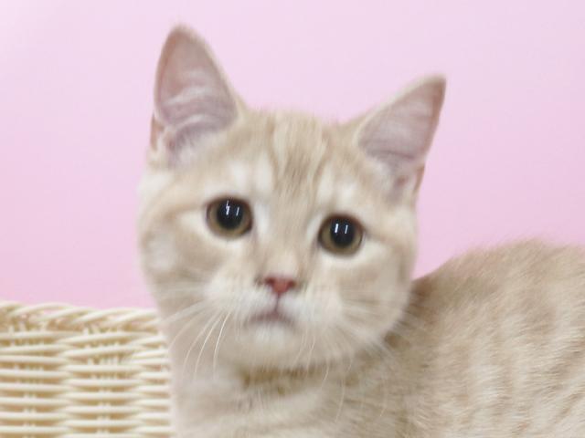 スコティッシュフォールド