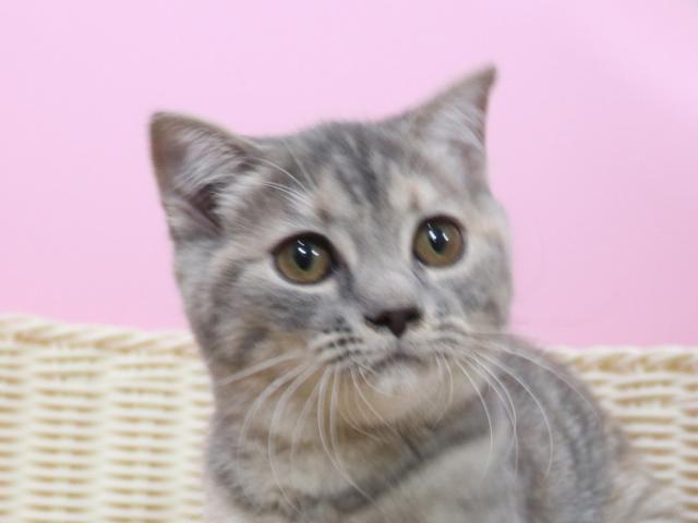 スコティッシュフォールド