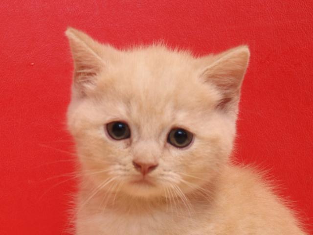 スコティッシュフォールド