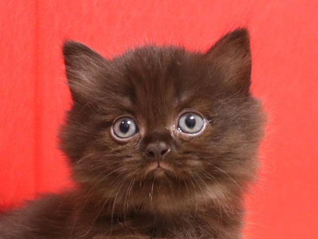 ミヌエット(旧ナポレオン)