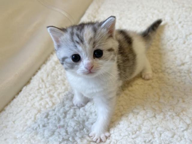 ミヌエット(旧ナポレオン)