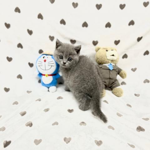 ブリティッシュショートヘア